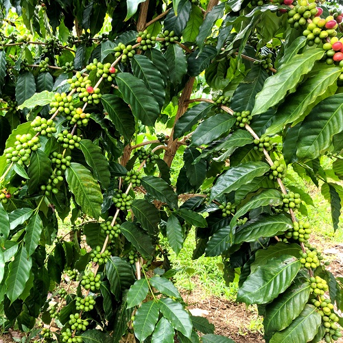Colombia Excelso