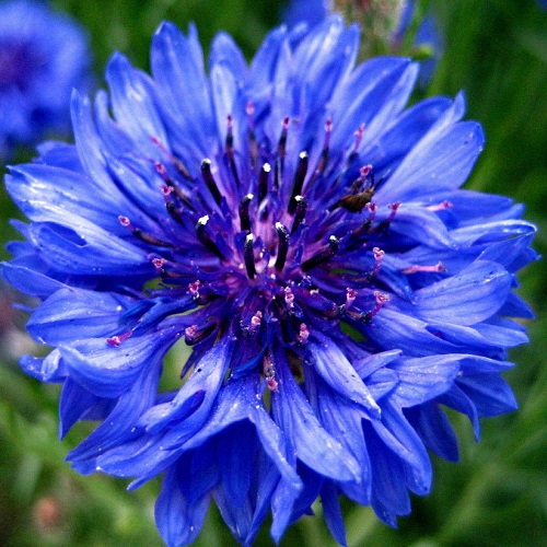 ./Bachelor_Button_Blue_1783889897750