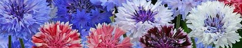./Cornflower_Mixed_1783891811244