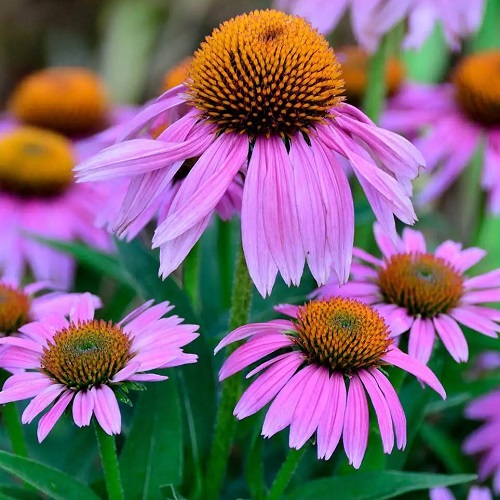 ./Echinacea001_1783478980314