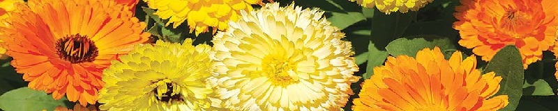 ./Mixed_Calendula_Wide_1783890343399