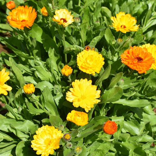 ./Mixed_Calendulas_1783890368895