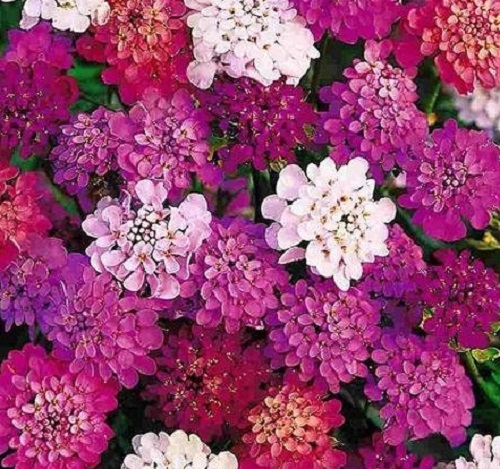 ./Mixed_Candytuft3_1783890855572