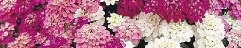 ./Mixed_Candytuft_Wide_1783890835921