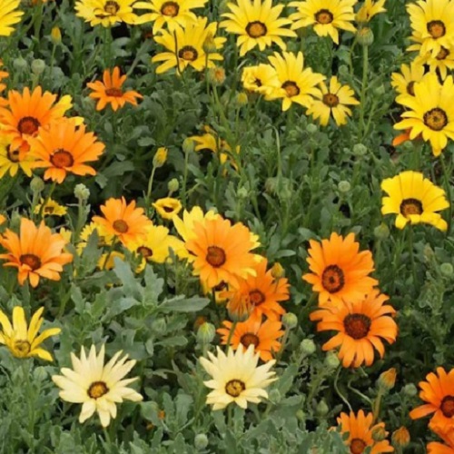 Daisy - African Daisy