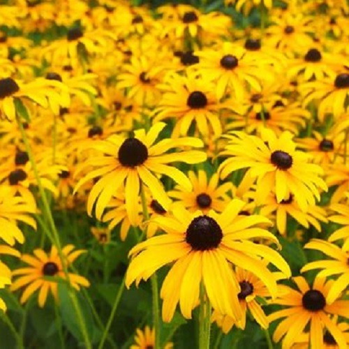 Black Eyed Susan
