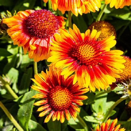 Gaillardia – Aristata