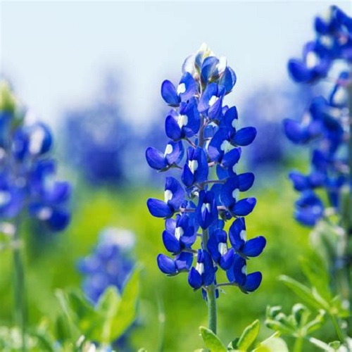 Bluebonnet - Texas Bluebonnet