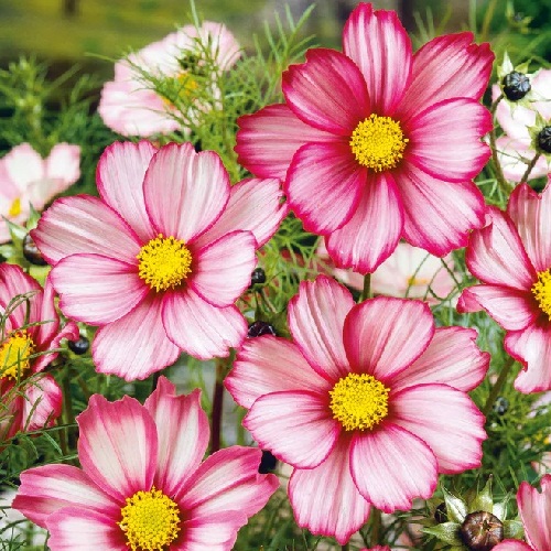 Cosmos – Candystripe
