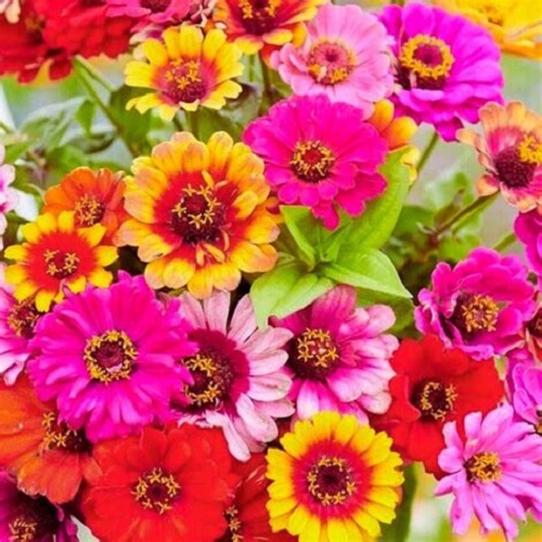 Zinnia – Mixed Carousel X