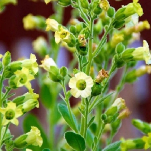 Tobacco - Ojibwe/Chippewa
