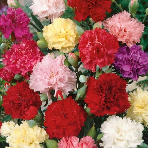 Carnation – Chabaud Clove