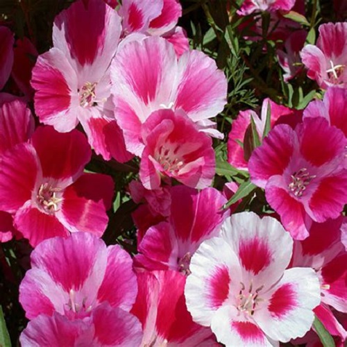 Clarkia Lilac Godetia