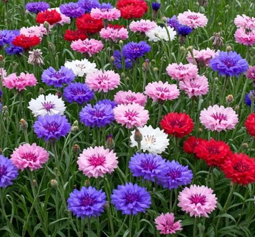 Cornflower - Mixed Colors