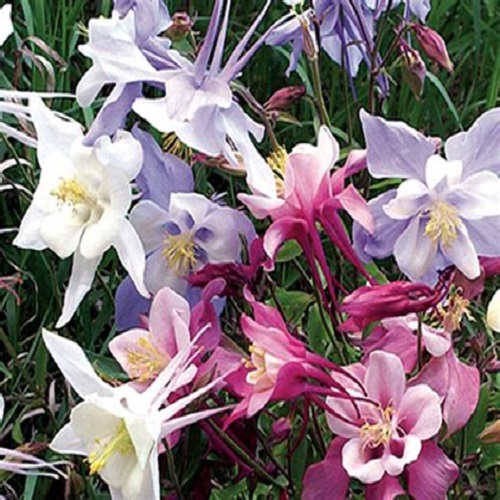 Columbine – Dwarf Mix