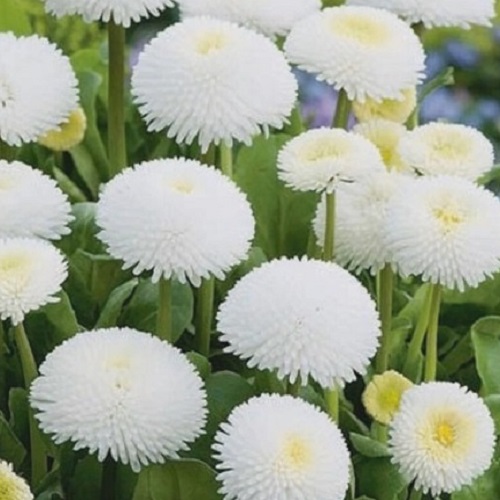 Daisy – English White Daisies