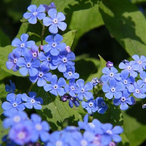 Chinese Forget-Me-Nots
