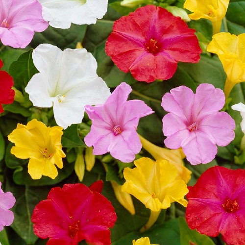 Four O'Clock – Mixed Colors