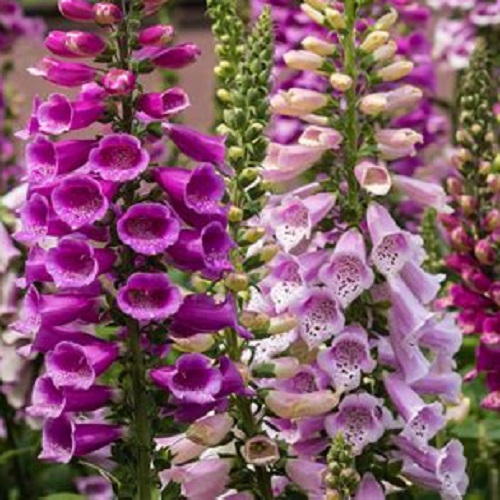 Foxglove - Excelsior