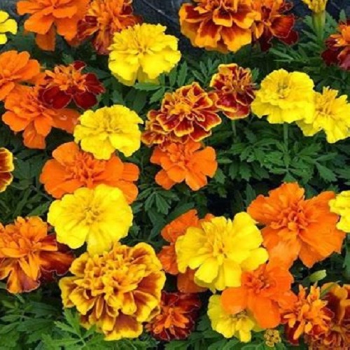 Marigold - French Mixed