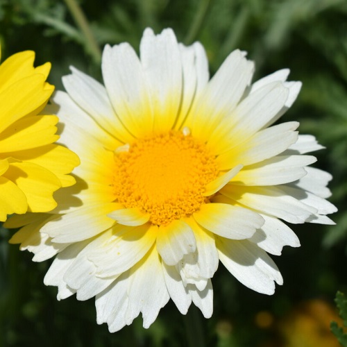 Daisy - Garland Daisy