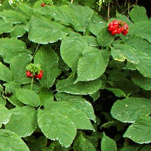American Ginseng Seeds