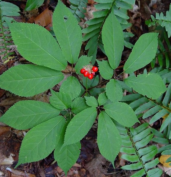Ginseng Leaf