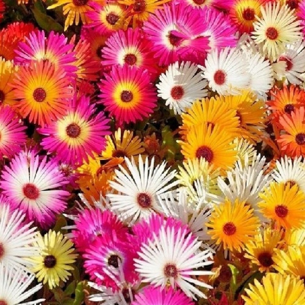 Ice Plant - Livingstone Daisy
