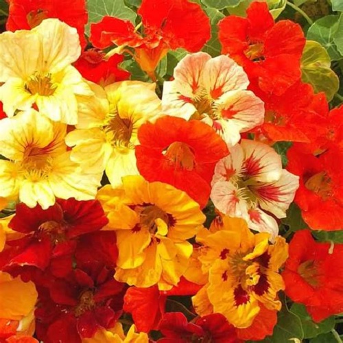 Nasturtium - Jewel Mix