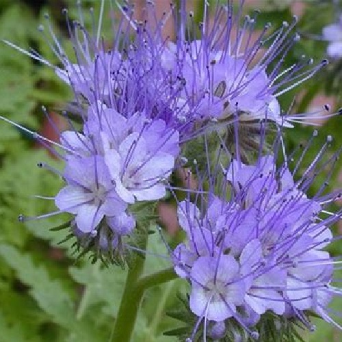 Phacelia - Lacy Phacelia
