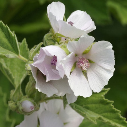 Mallow - Marsh Mallow
