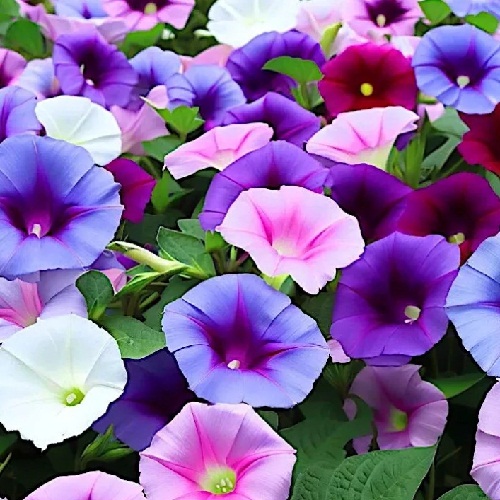 Morning Glory – Fieldgrown Mix