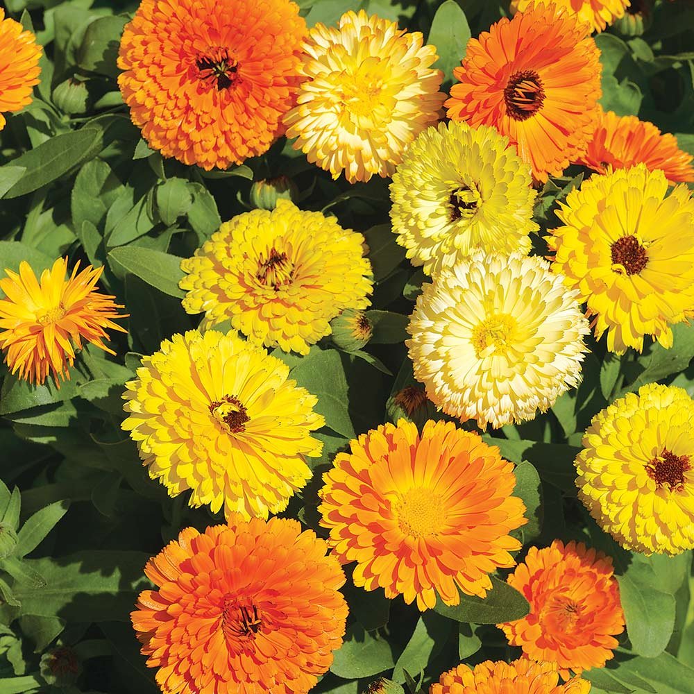 Calendula - Mixed Colors