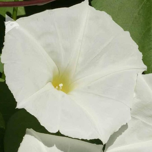 Morning Glory - Moonflower