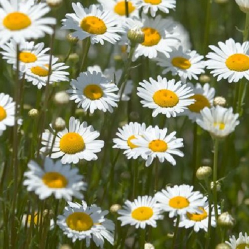 Daisy - Ox-Eyed Daisy