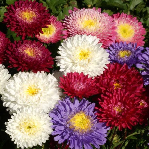 China Aster – Powder Puff