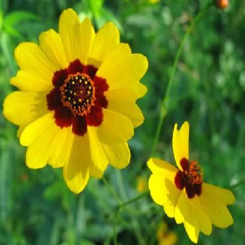 Coreopsis - Plains Coreopsis