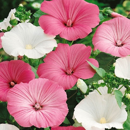Mallow - Rose Mallow