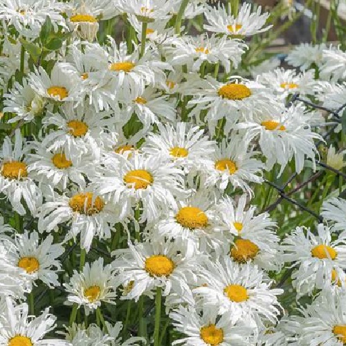 Daisy - Shasta Daisy