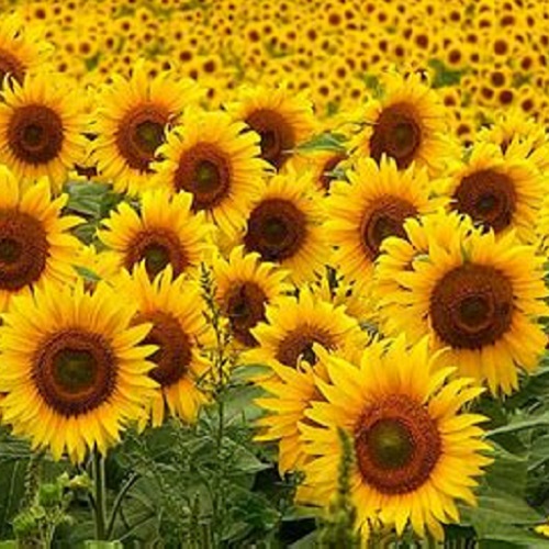 Sunflowers X