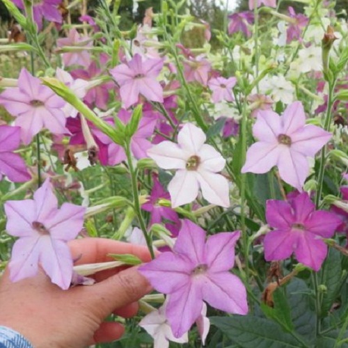 Tobacco - Flowering Jasmine