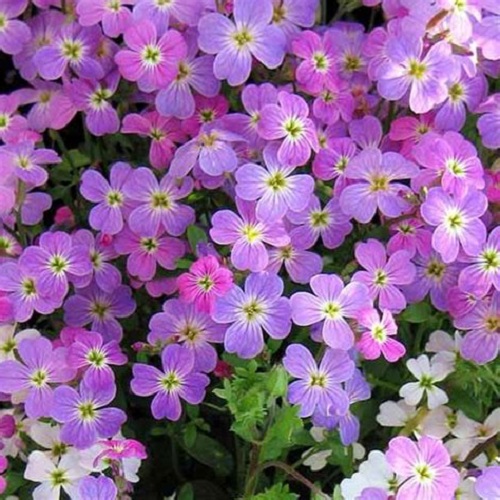 Stock Flower - Virginia Stock
