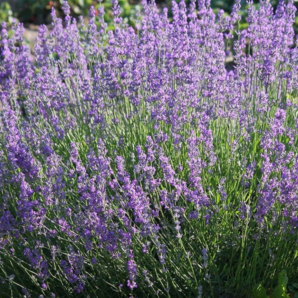 Lavender - English Vera Lavender
