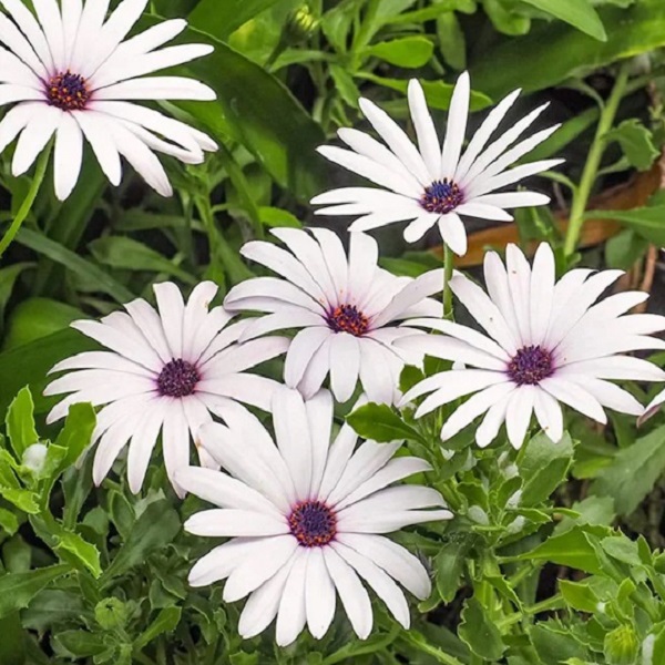 Daisy - White Cape Daisy