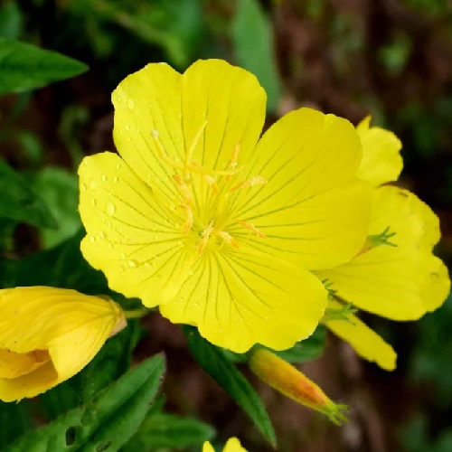 Primrose - Common Evening