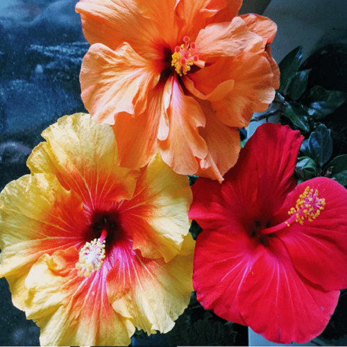 Hibiscus X