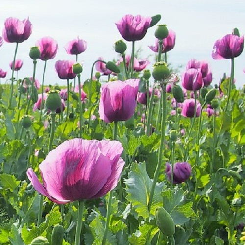 Lavender heirloom Hungarian Breadseed Poppy flower bloom