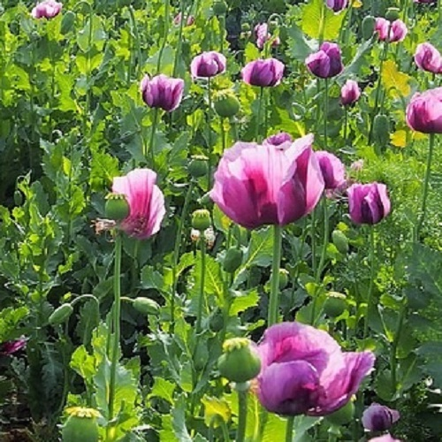 Large round seed pods of dried Papaver somniferum poppy