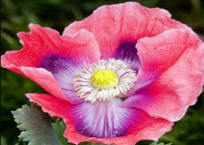 Blooming lilac pink Hens and Chicks poppy flower in sunny garden border