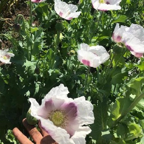 Mature Dried Crown-Topped Czech Poppy Seed Pods